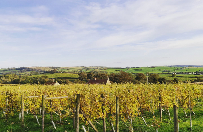 Ryedale Vineyard